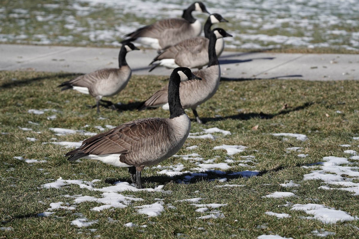 Canada Goose - ML646530240