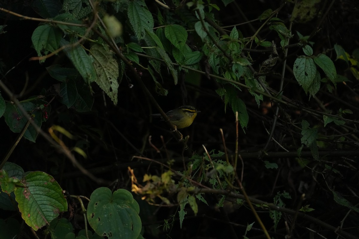 Yellow-throated Fulvetta - ML646530241