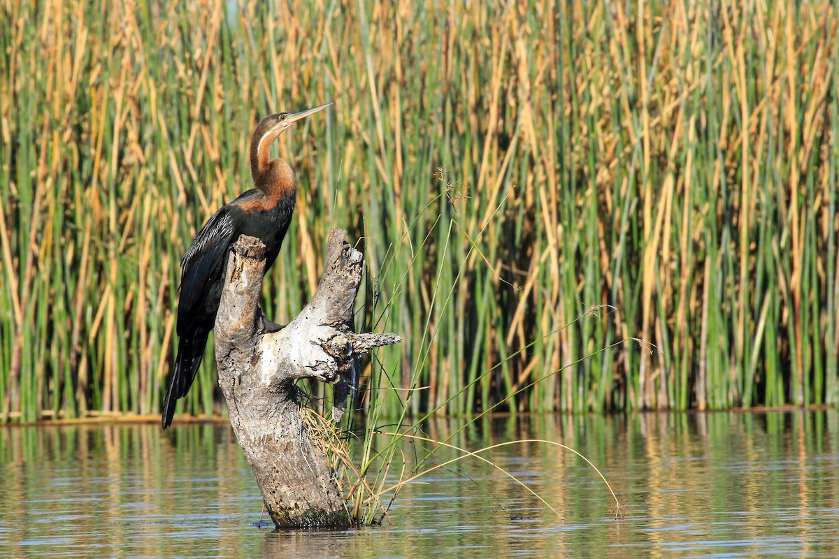 African Darter - ML646530246