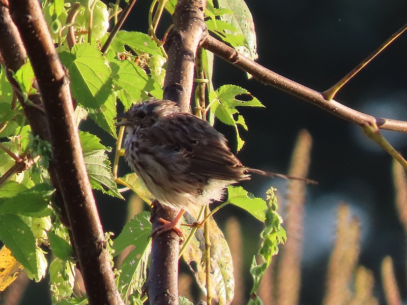 Song Sparrow - ML646530252