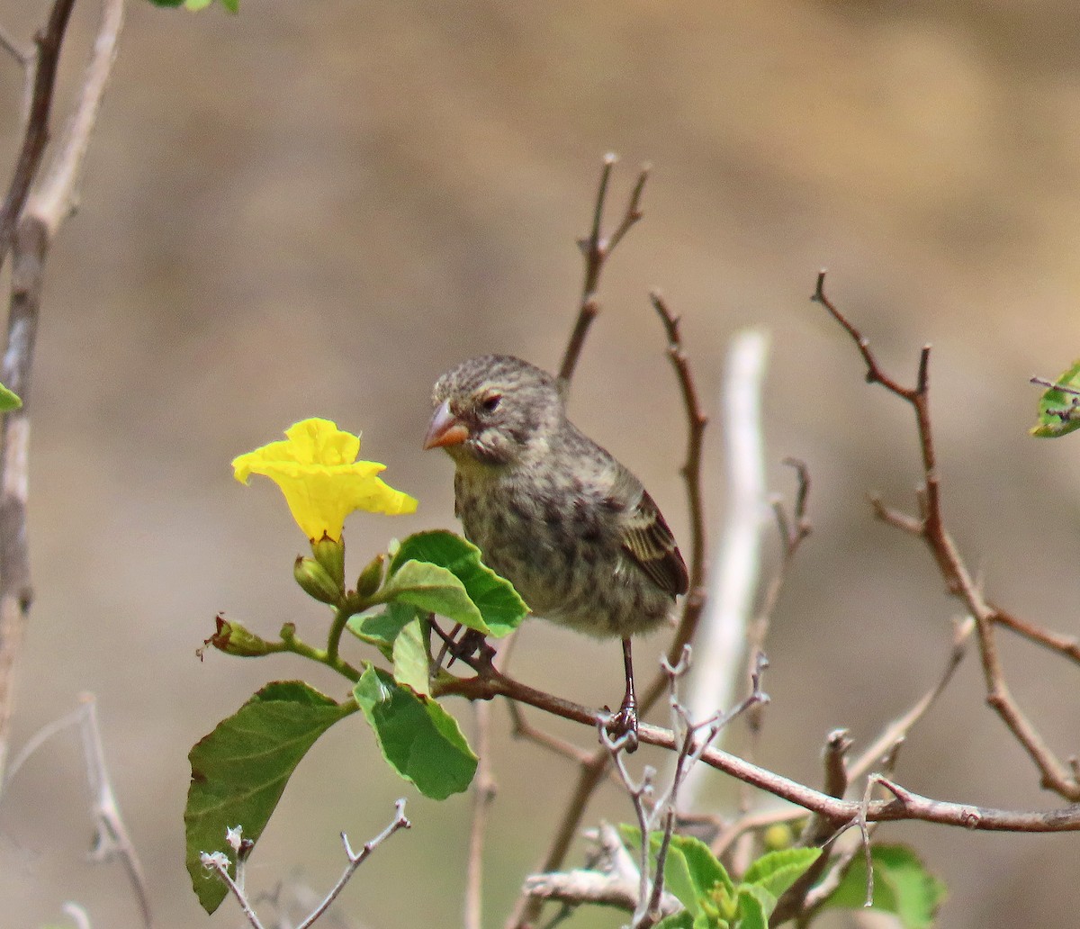 コガラパゴスフィンチ - ML646530254