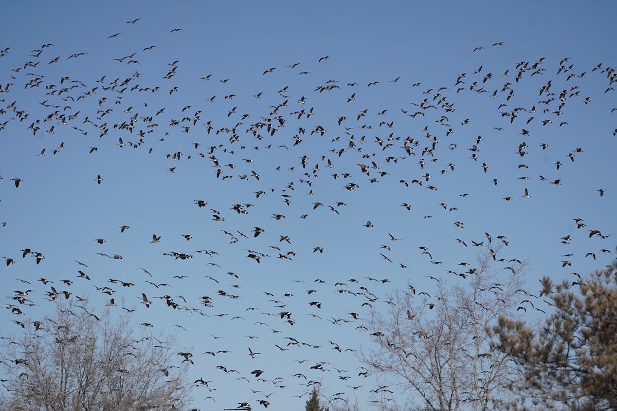 Cackling/Canada Goose - ML646530255