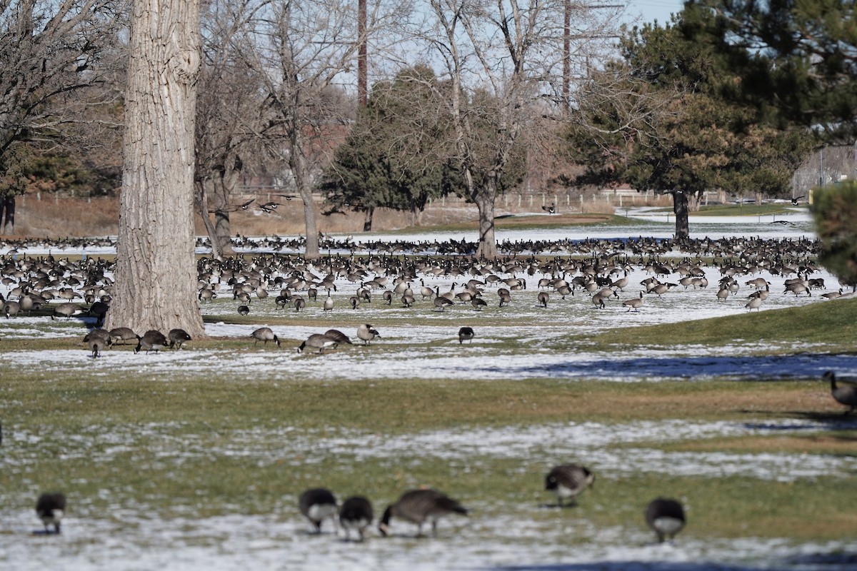 Cackling/Canada Goose - ML646530256
