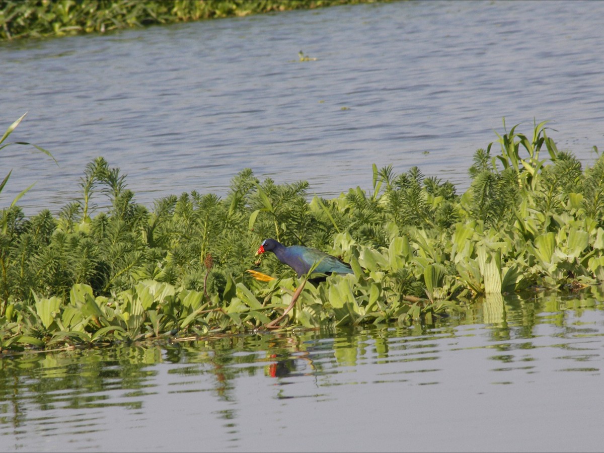 slípka žlutonohá - ML646530257