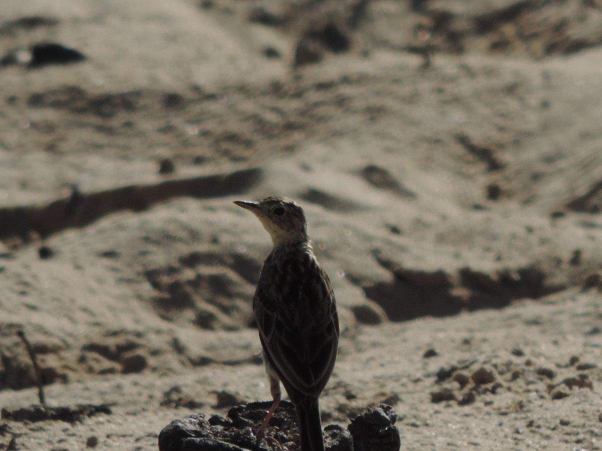 Yellowish Pipit - ML646530258
