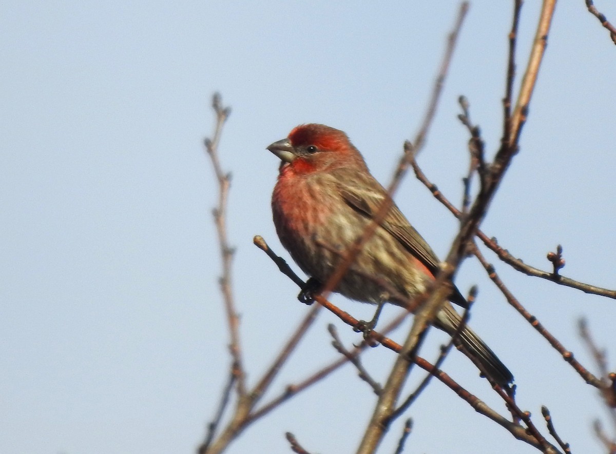 House Finch - ML646530259