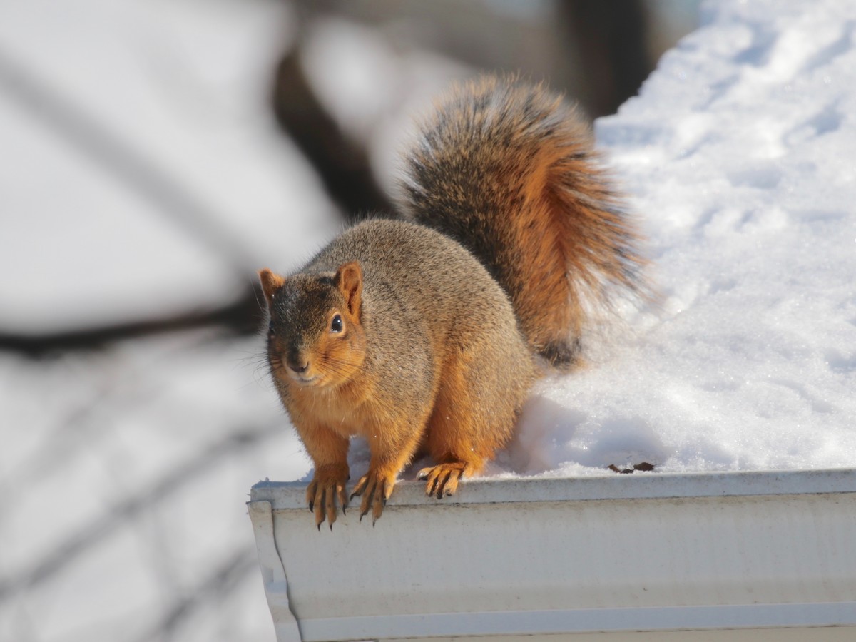 Eastern Fox Squirrel - ML646530261