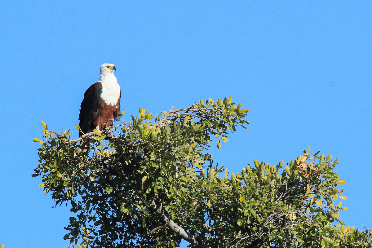 African Fish-Eagle - ML646530262