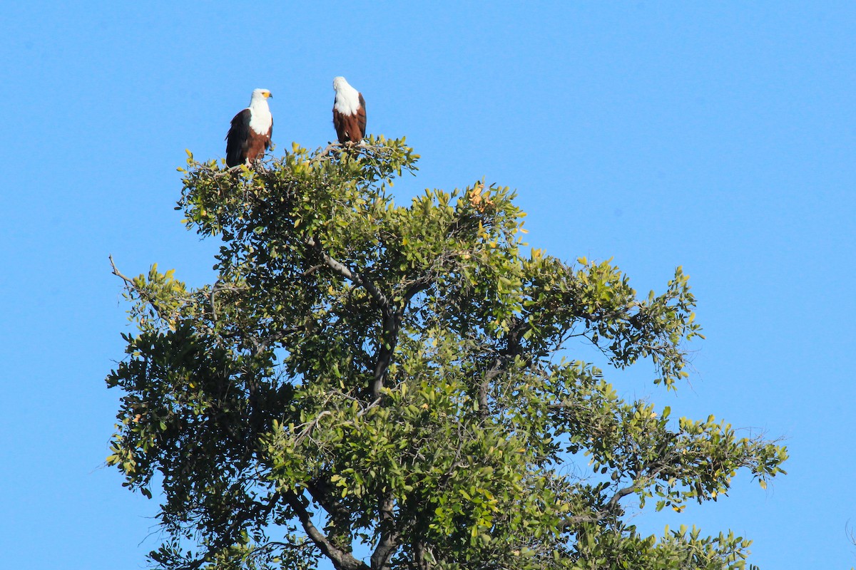 African Fish-Eagle - ML646530263