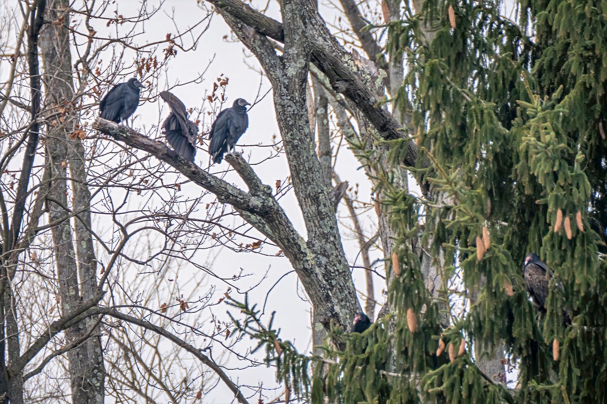 Black Vulture - ML646530265