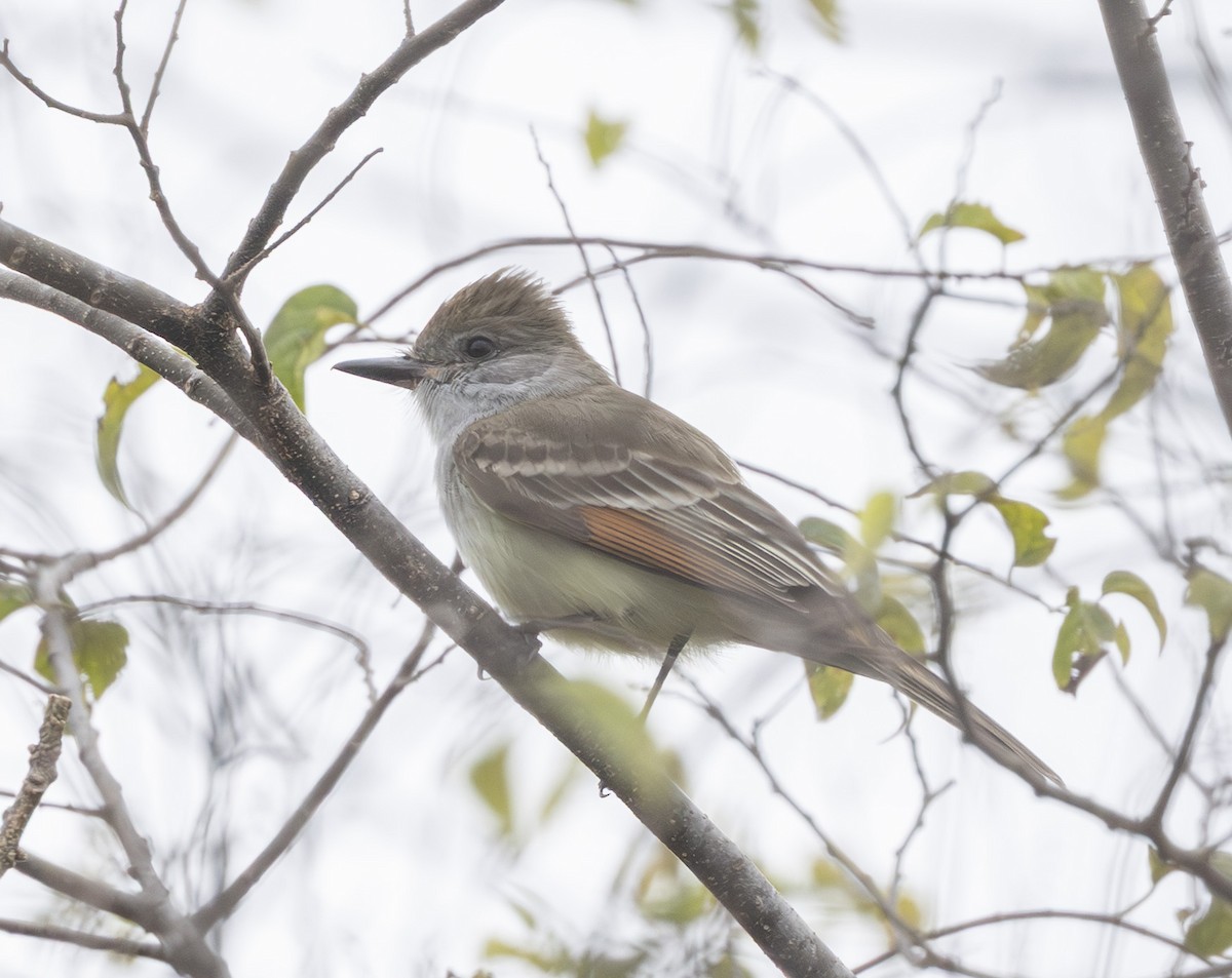 Ash-throated Flycatcher - ML646530266