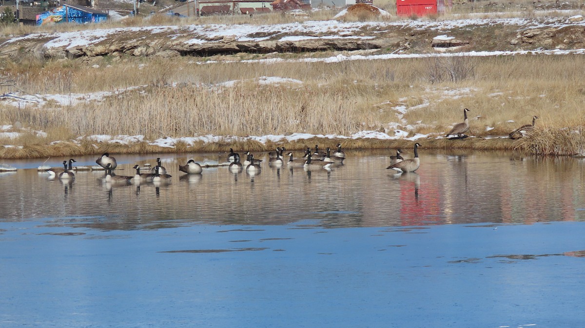 Canada Goose - ML646530267
