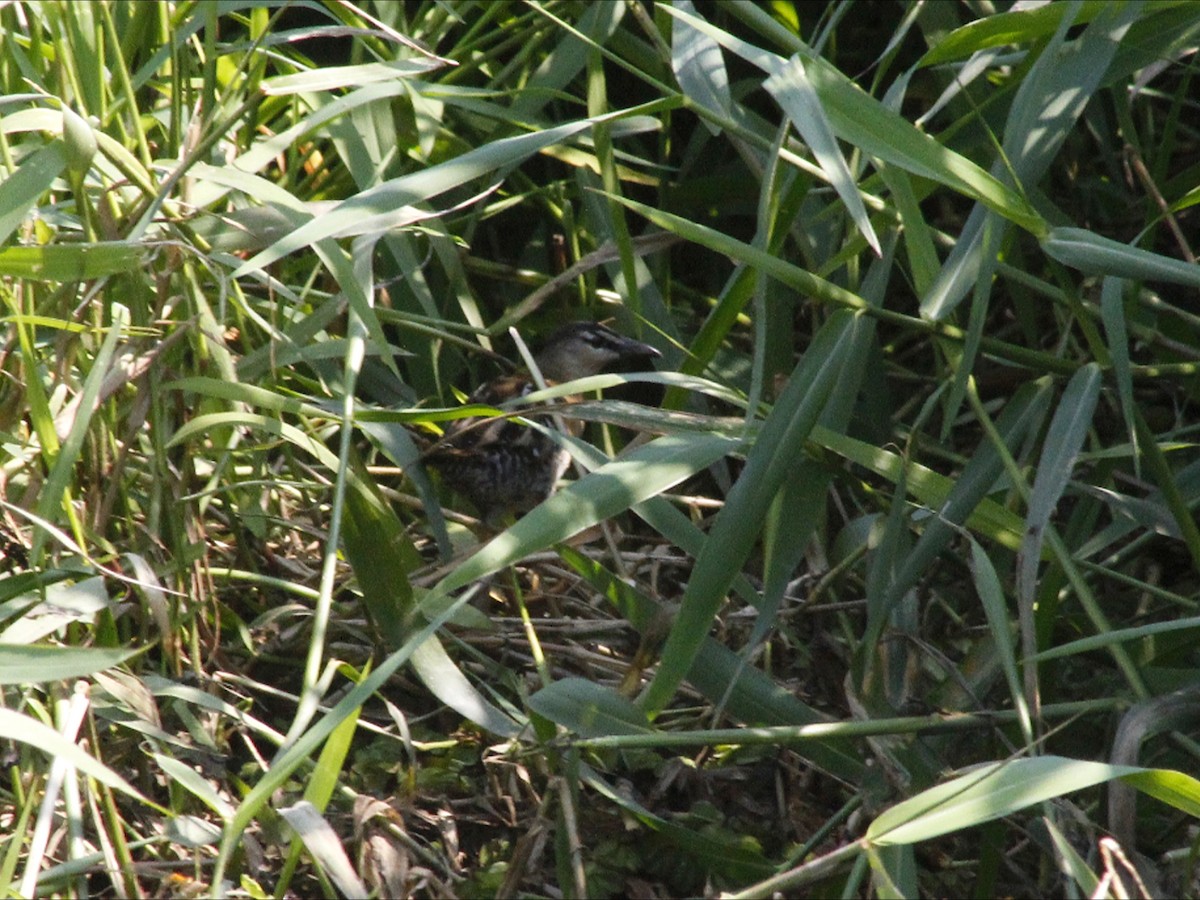 Yellow-breasted Crake - ML646530268
