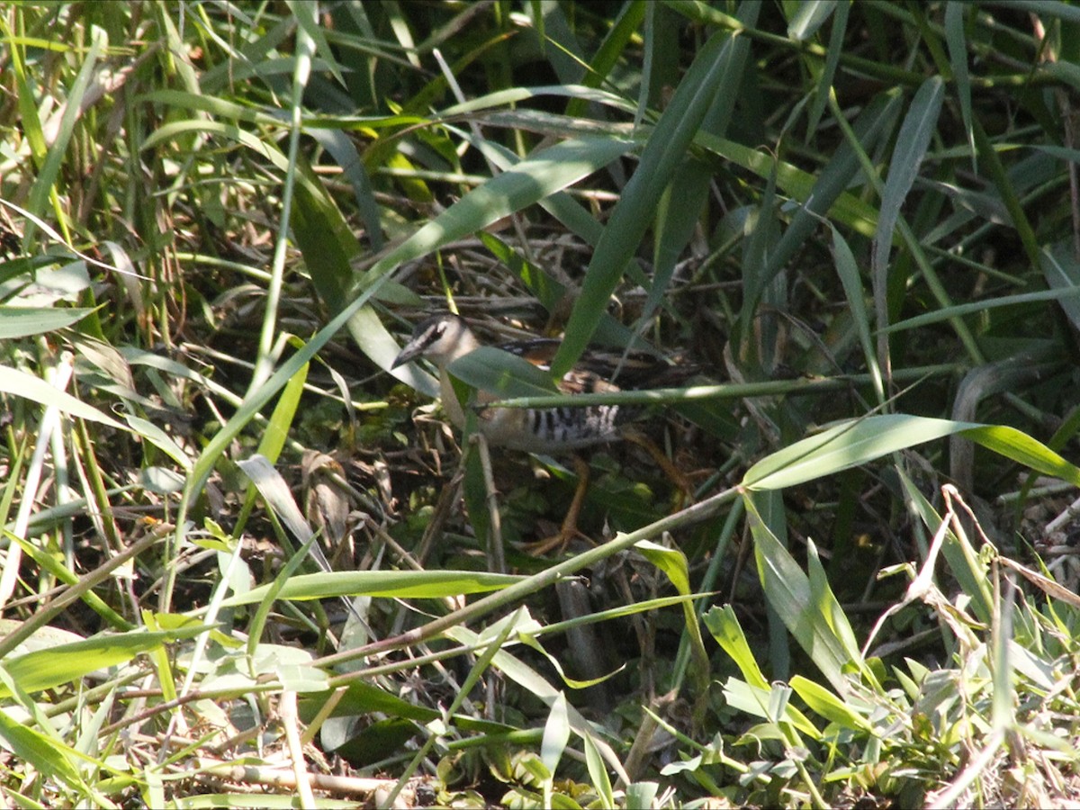Yellow-breasted Crake - ML646530269
