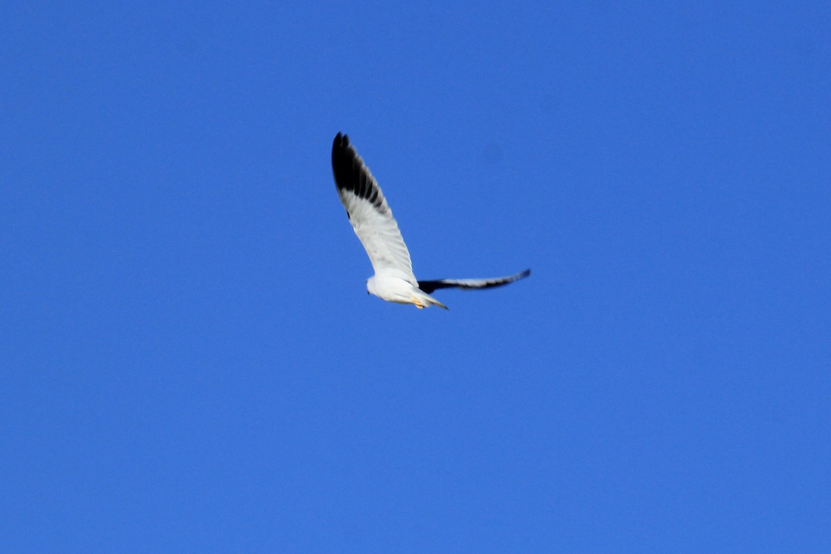 Black-winged Kite - ML646530270