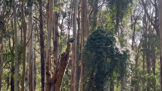 lejsčík žlutý - ML646530271