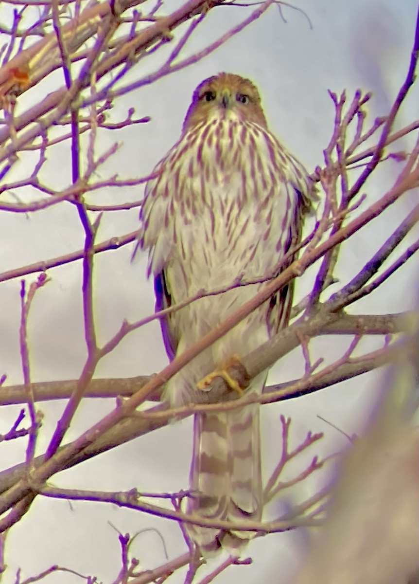 trostehauk - ML646530275