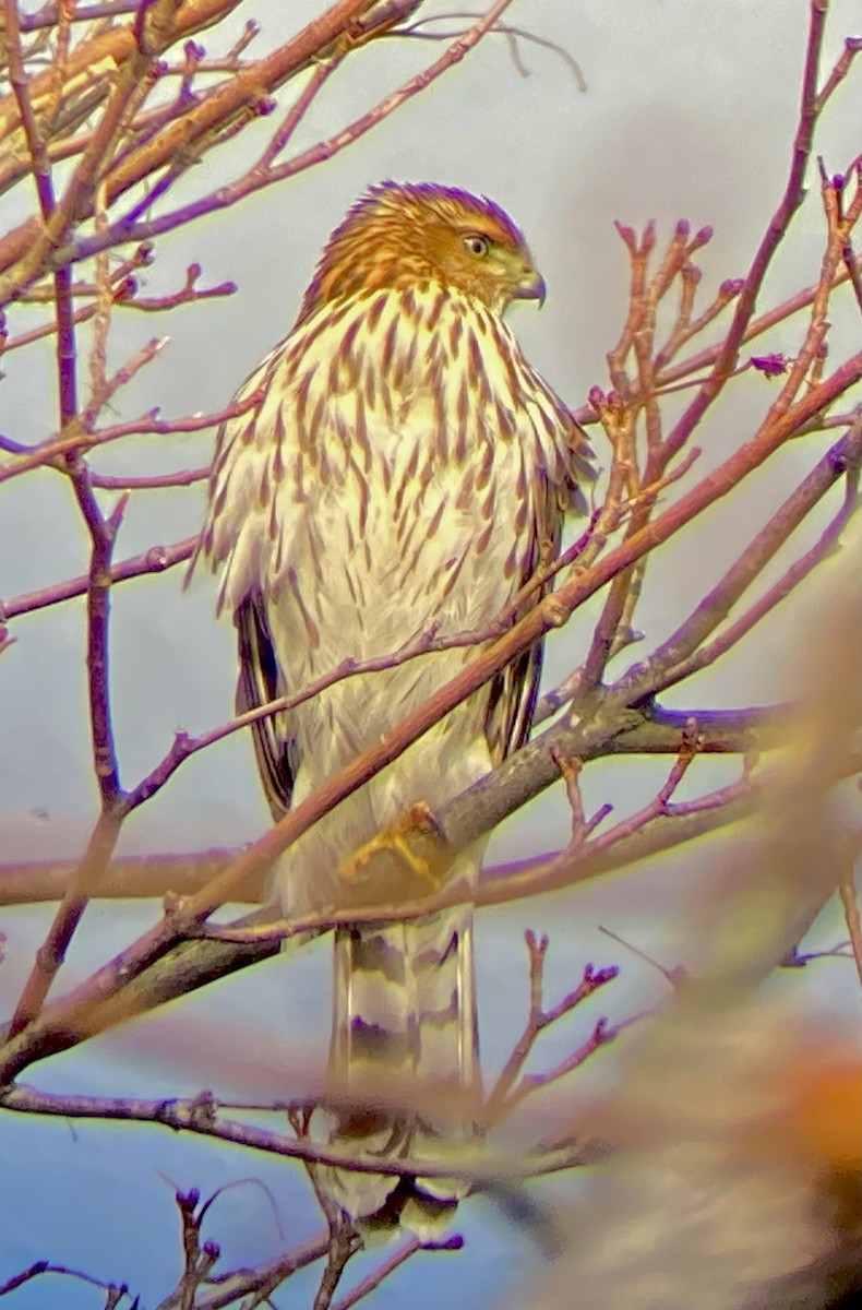 trostehauk - ML646530276