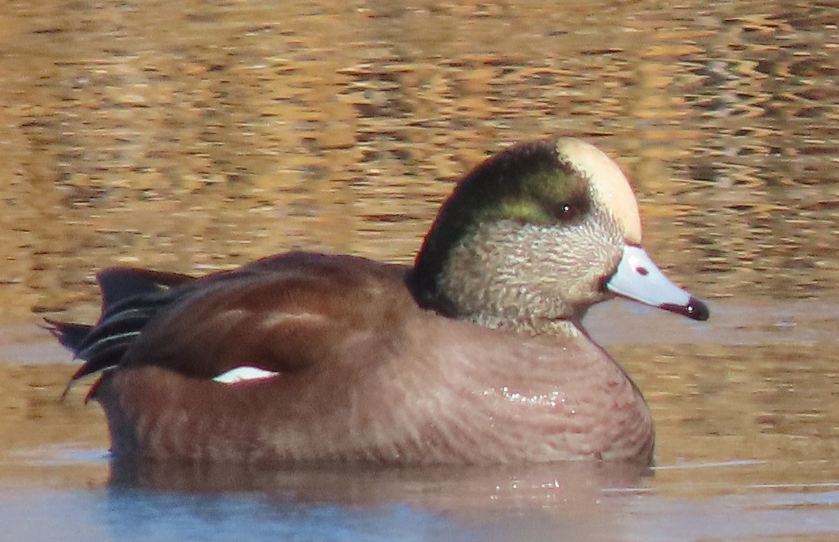 American Wigeon - ML646530278