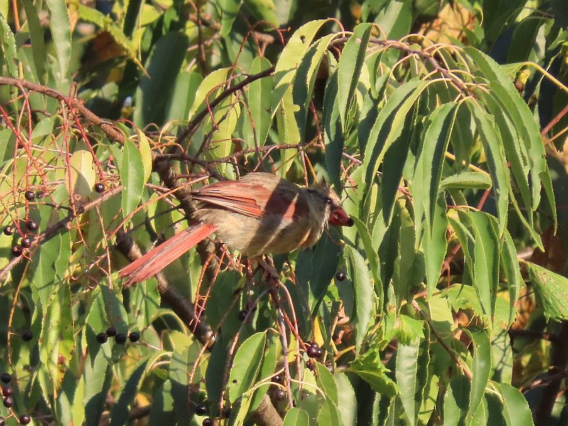 Northern Cardinal - ML646530279