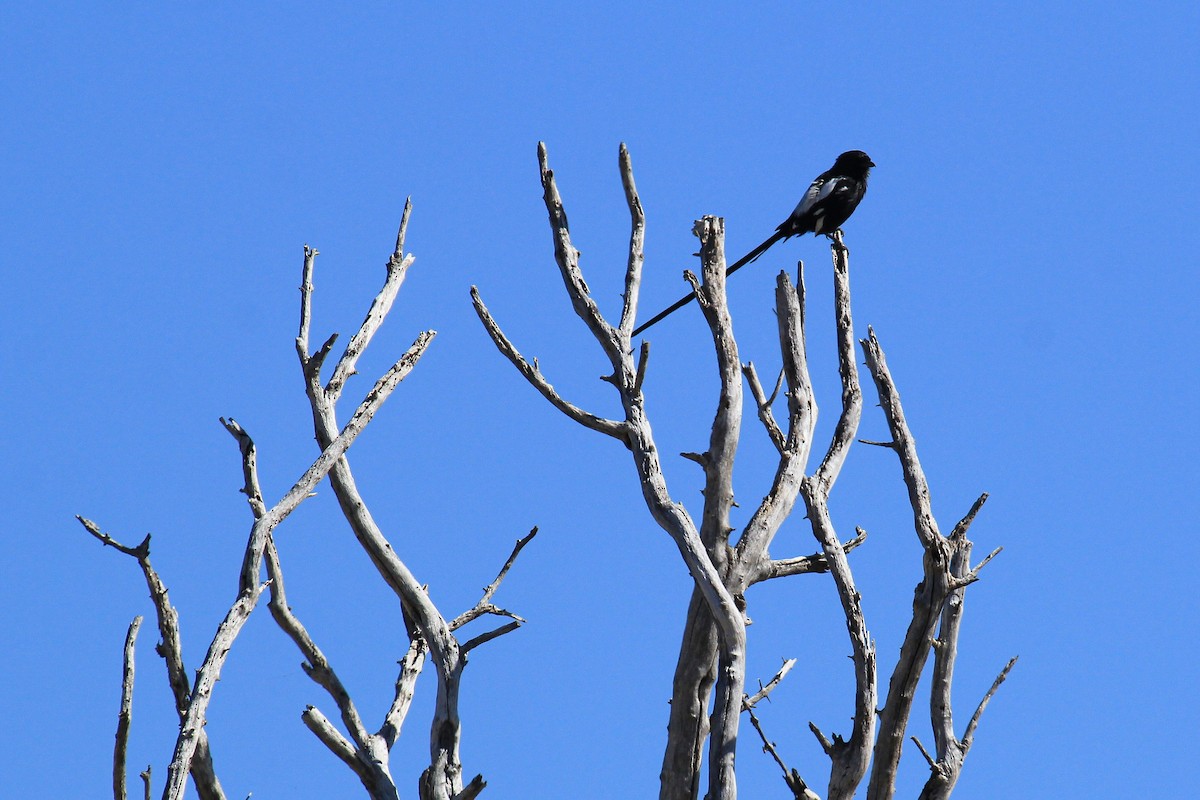 Magpie Shrike - ML646530281