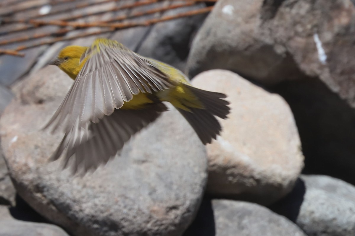 Greater Yellow-Finch - ML646530284