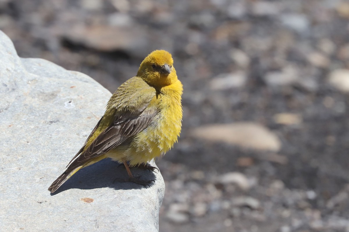 Greater Yellow-Finch - ML646530285