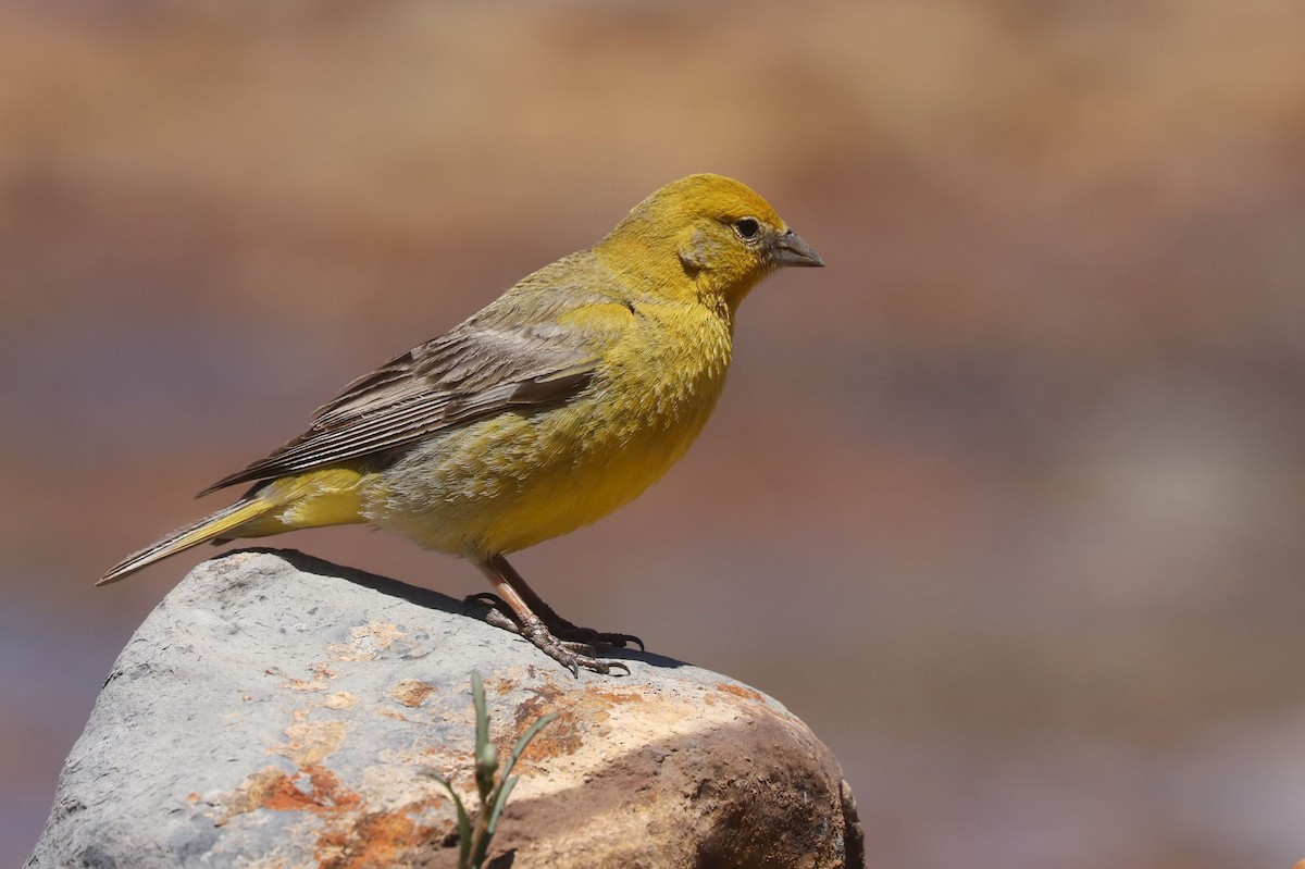 Greater Yellow-Finch - ML646530286