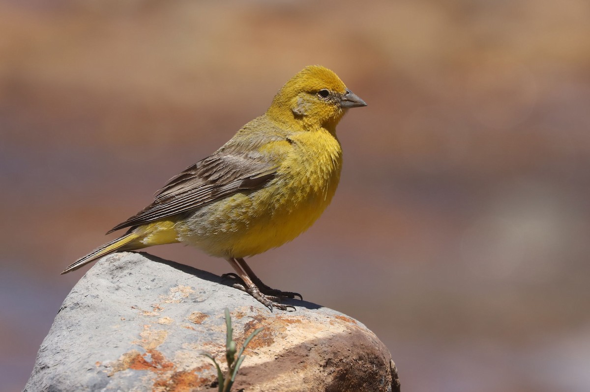 Greater Yellow-Finch - ML646530287