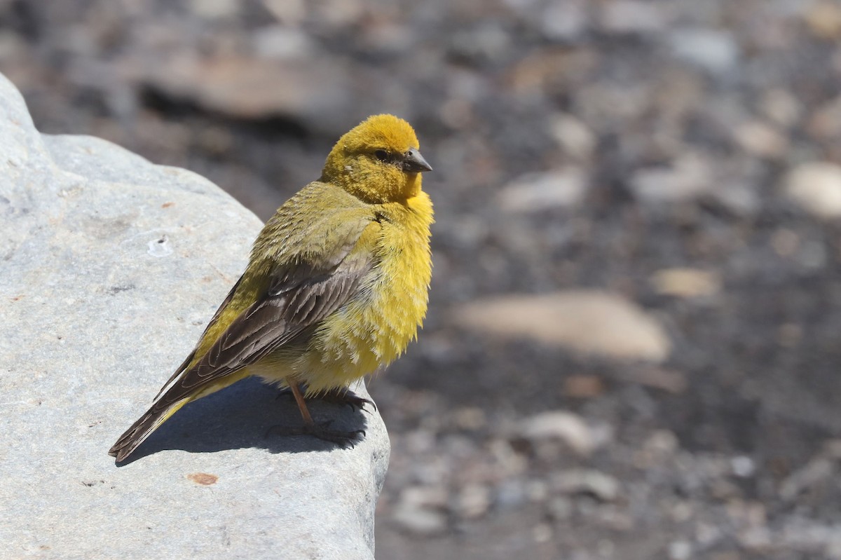 Greater Yellow-Finch - ML646530288