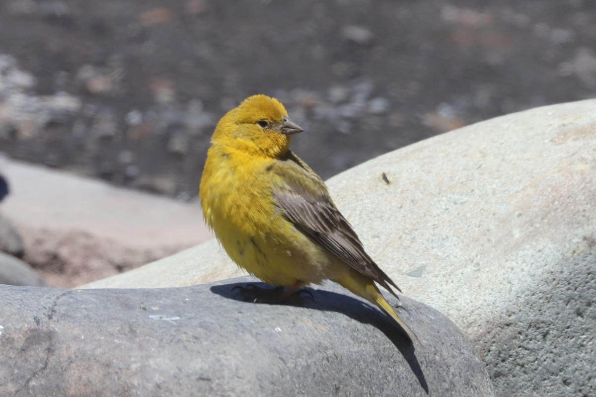 Greater Yellow-Finch - ML646530289