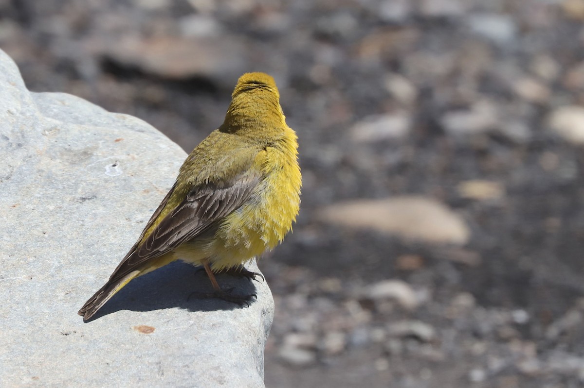 Greater Yellow-Finch - ML646530290