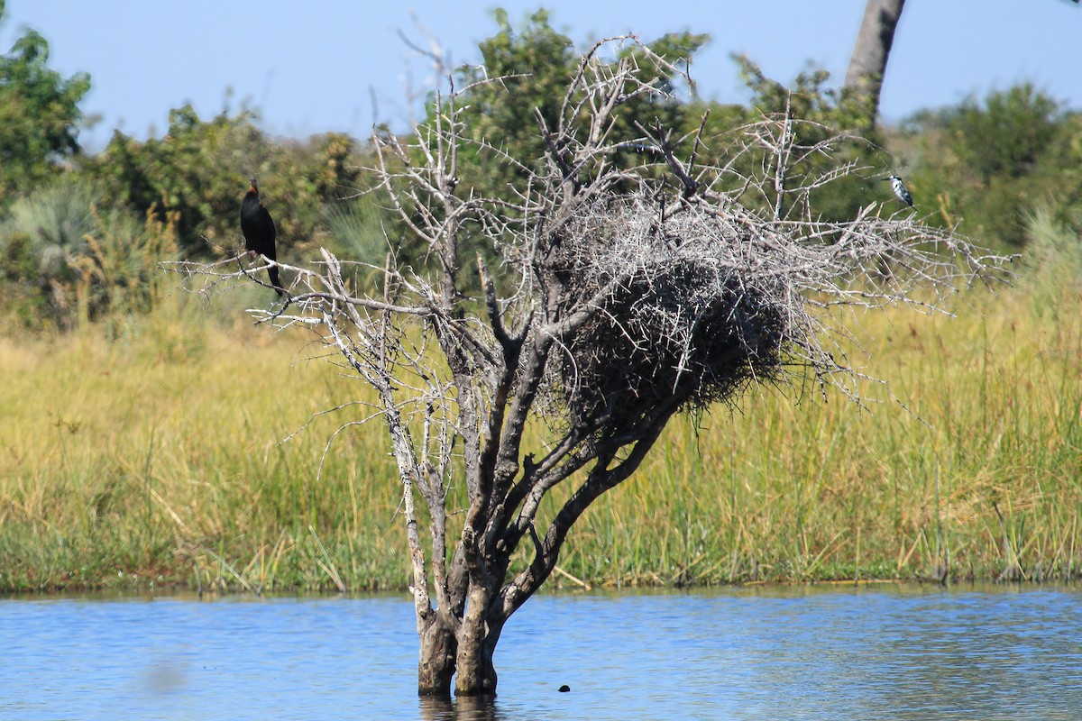 African Darter - ML646530293