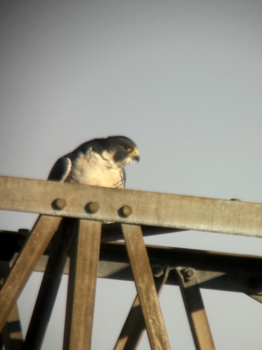 Peregrine Falcon - ML646530294