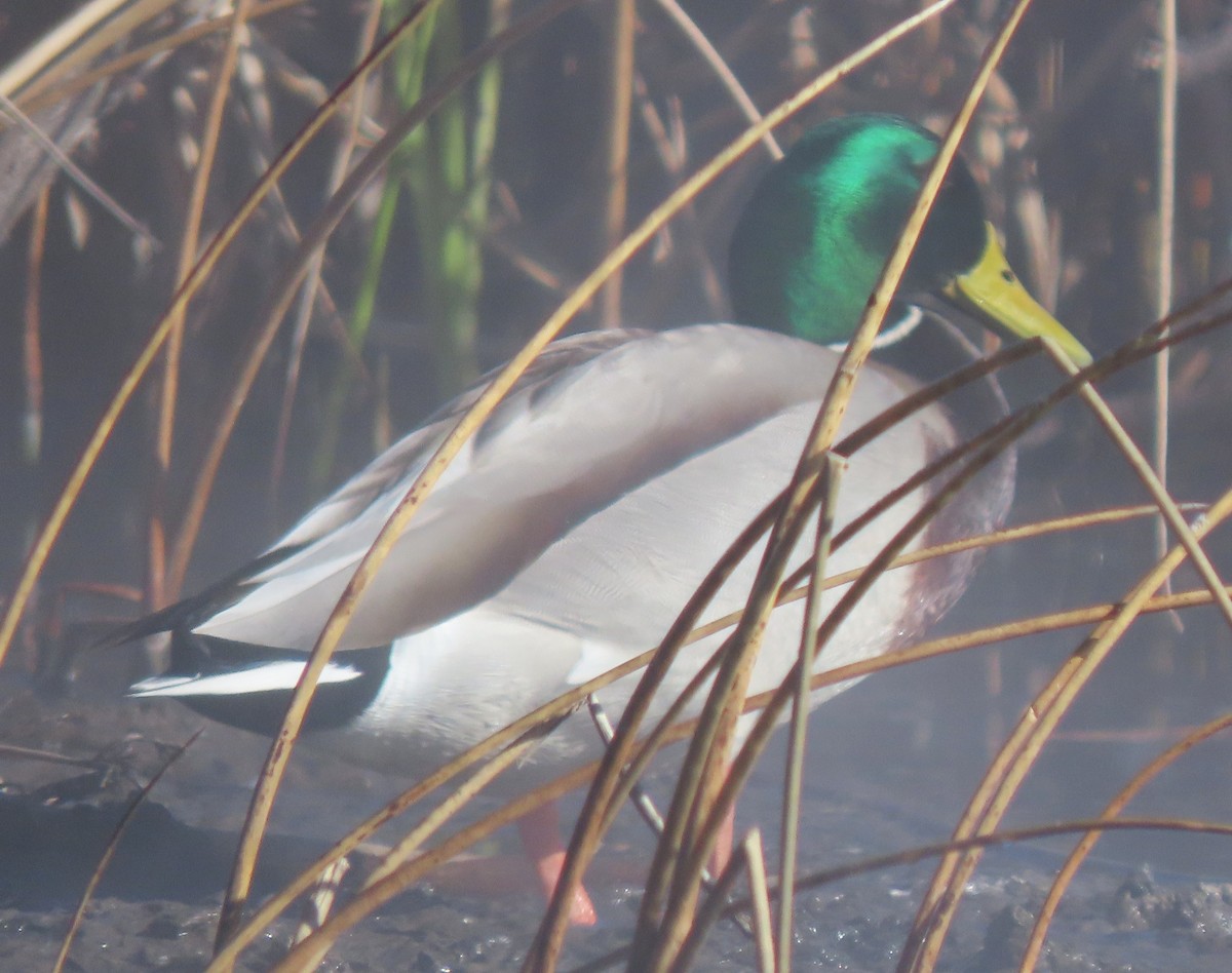 Mallard - ML646530298