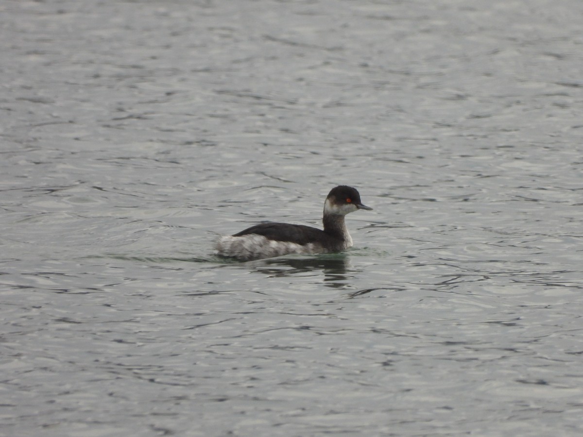 Grèbe à cou noir - ML646530299