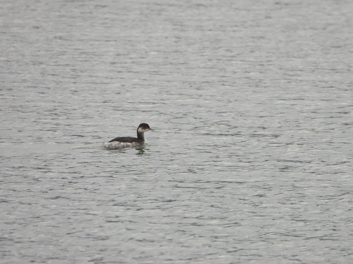 Grèbe à cou noir - ML646530300