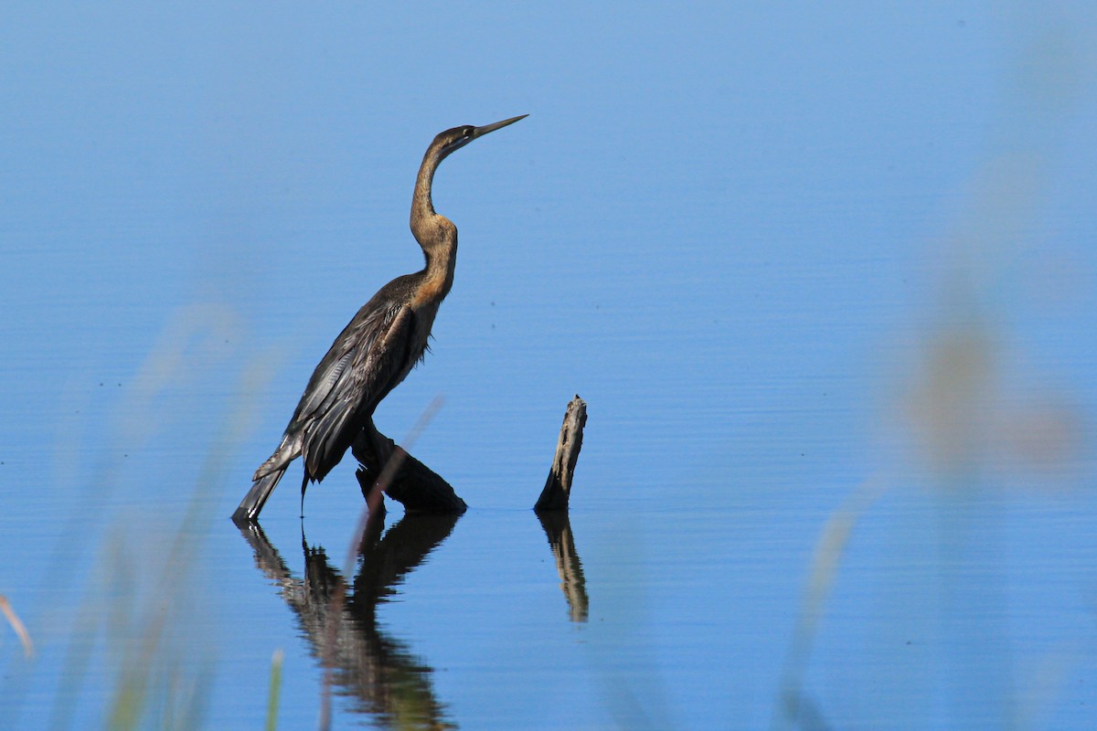 African Darter - ML646530301