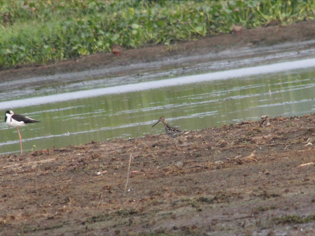 Pantanal Snipe - ML646530302