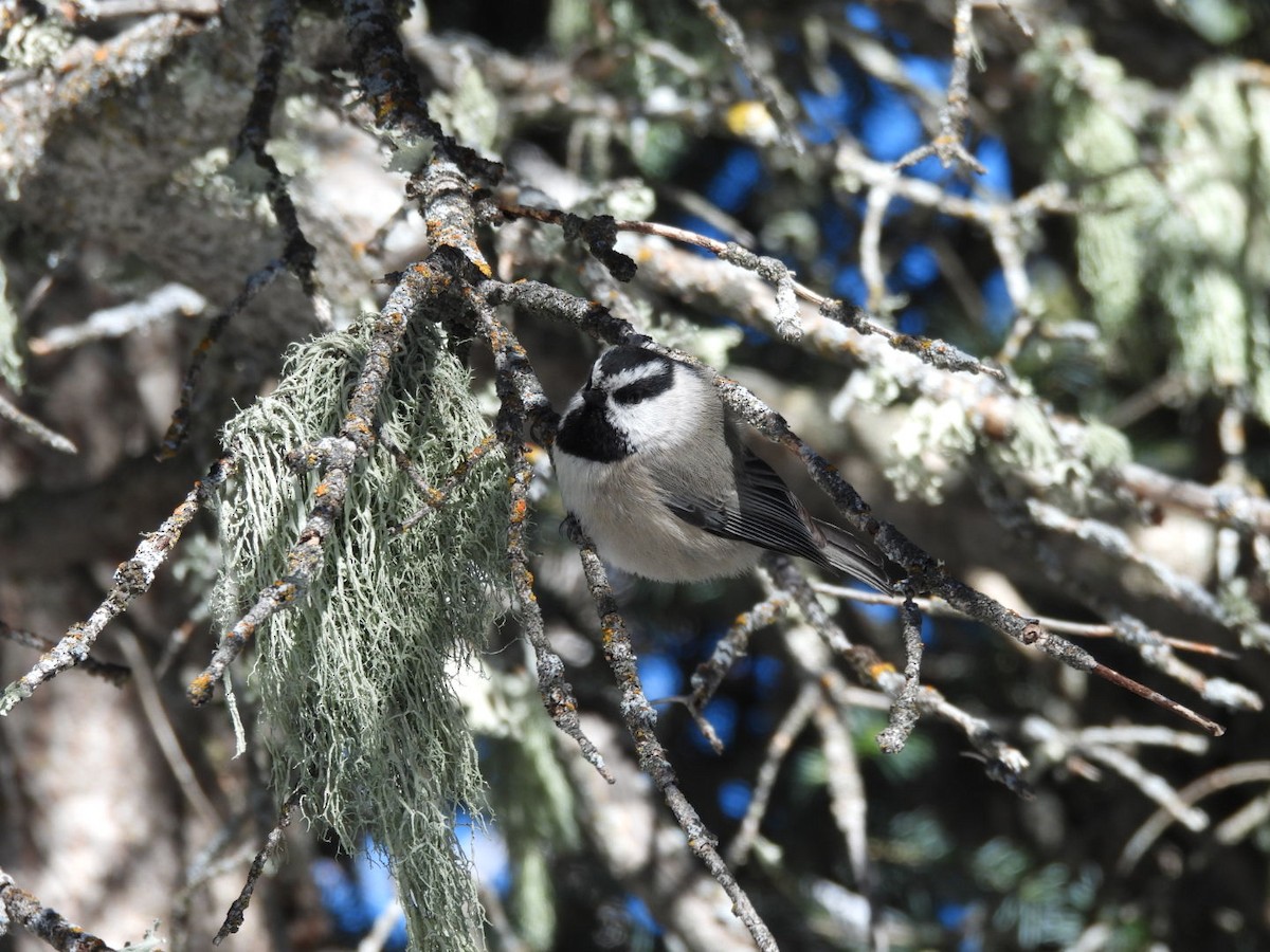 Mountain Chickadee - ML646530307