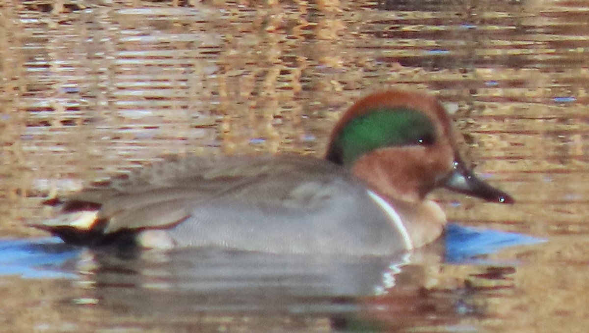 Green-winged Teal - ML646530308