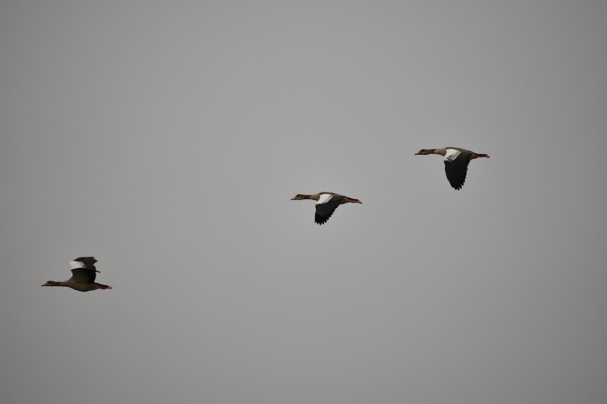 Egyptian Goose - ML646530309