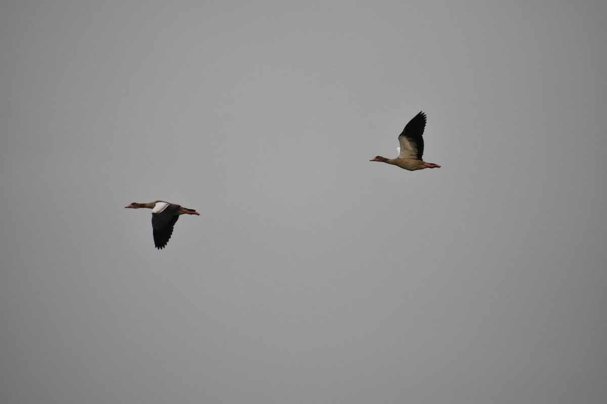 Egyptian Goose - ML646530310