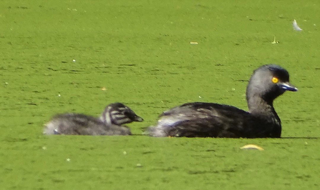 Least Grebe - ML646530311