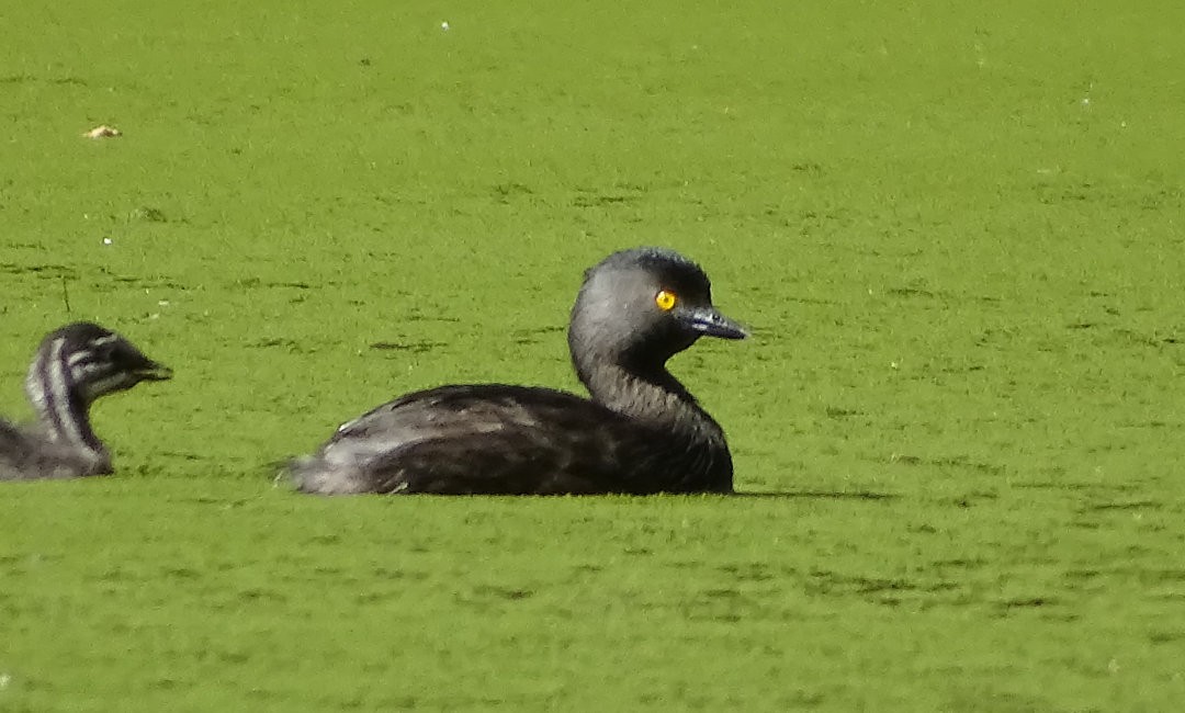 Least Grebe - ML646530312