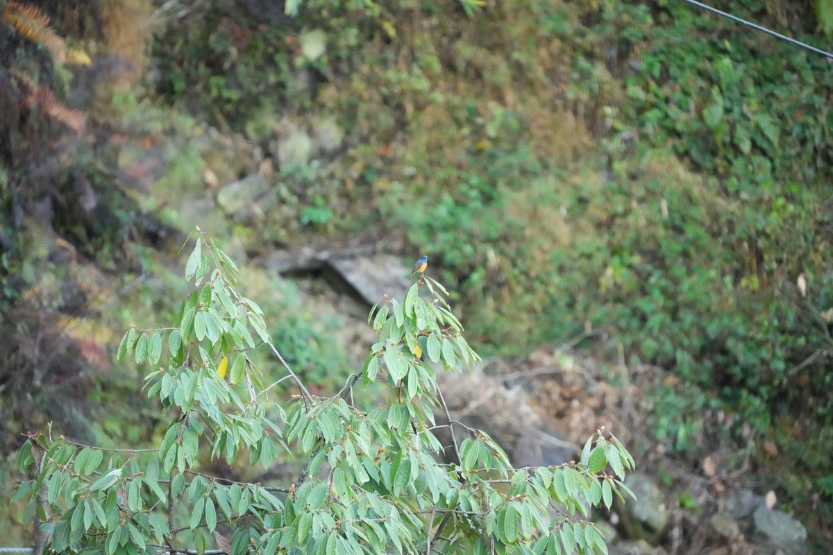 藍額紅尾鴝 - ML646530316