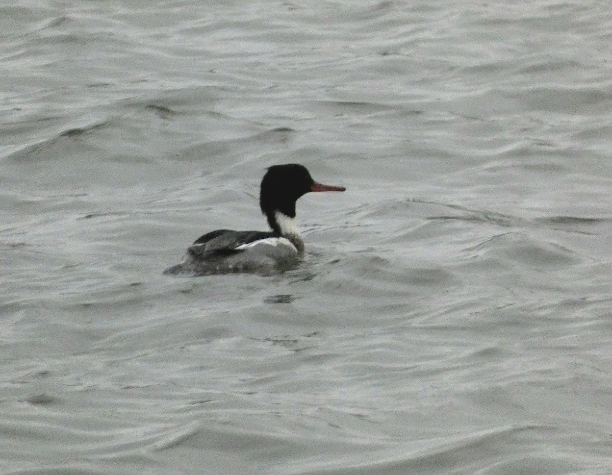 Zerra ertaina - ML646530317