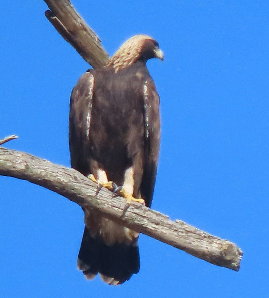 Golden Eagle - ML646530318