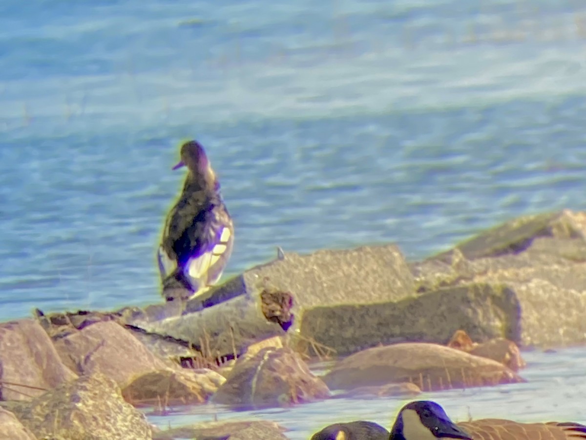 siland - ML646530319