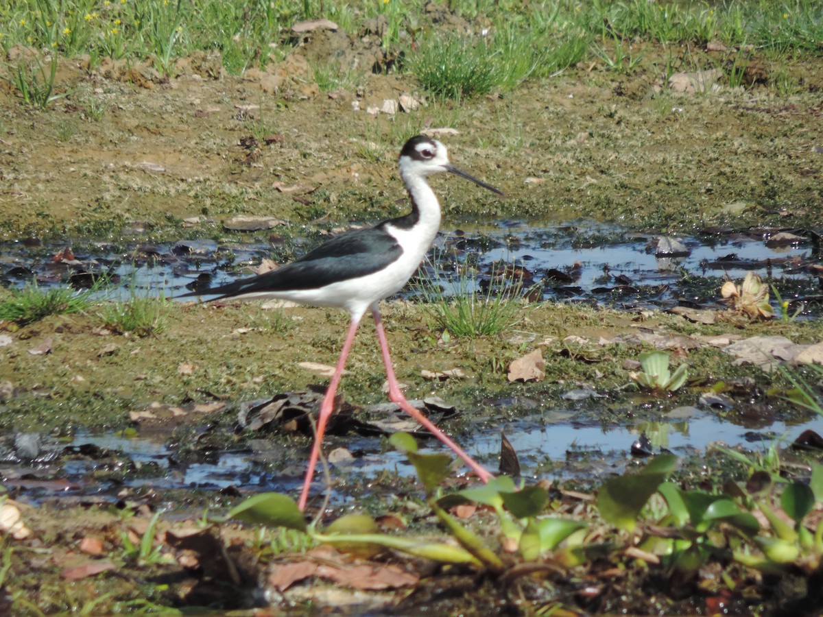 Black-necked Stilt - ML646530320
